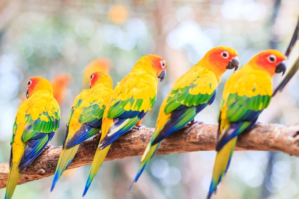 Papagaios Sun Conure — Fotografia de Stock