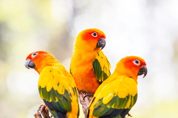 Попугаи Sun Conure — стоковое фото