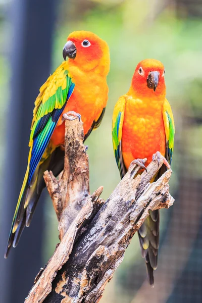 Sun Conure loros — Foto de Stock