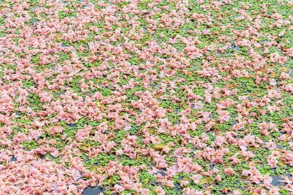Rosea rosa blommor — Stockfoto