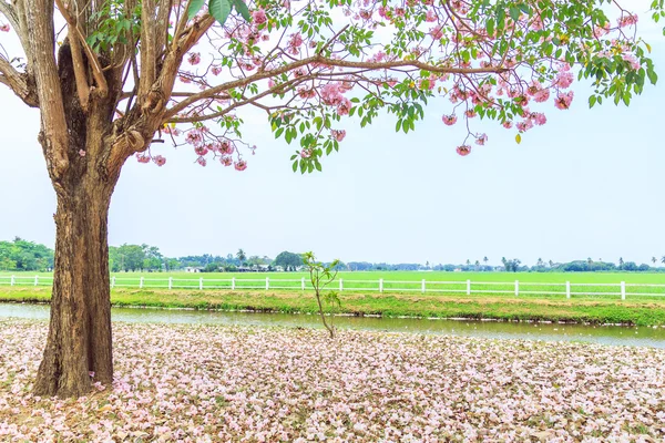 Ροζ λουλούδια Tabebuia rosea — Φωτογραφία Αρχείου