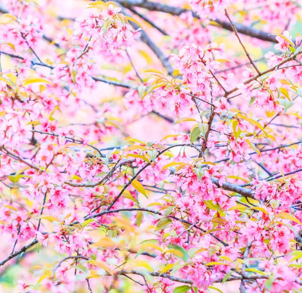 Cerejeiras em flor — Fotografia de Stock