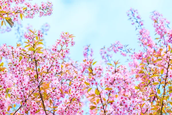 Cerejeiras em flor — Fotografia de Stock