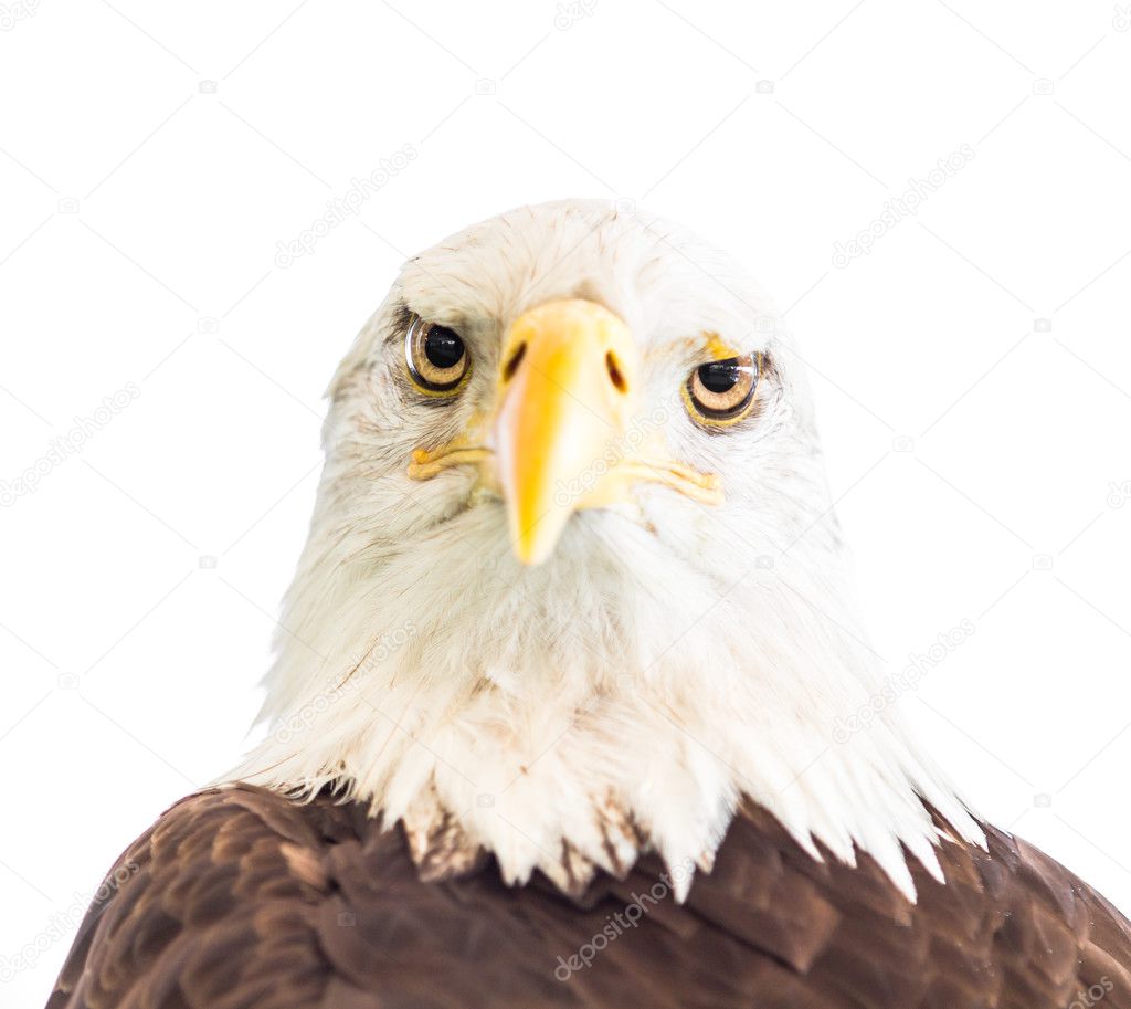 Bald eagle bird