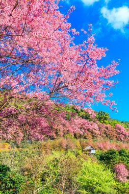 kiraz ağaçları çiçek açan