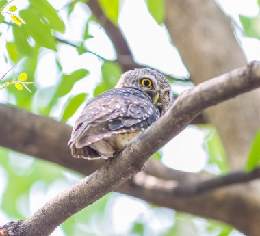 Ağaçta baykuş kuş