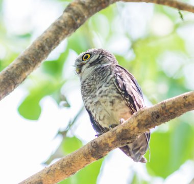 Ağaçta baykuş kuş