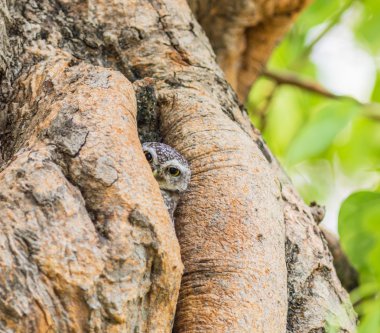 Owl bird on tree clipart