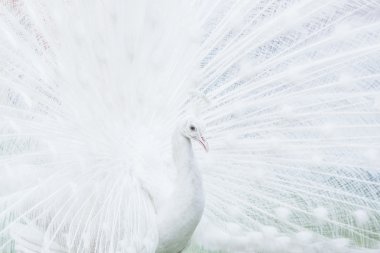 Tavus kuşu yabani kuş