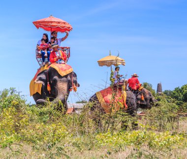 Tur turistlere bir fil binmek