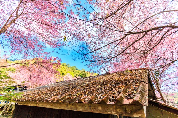 Alberi di ciliegio in fiore — Foto Stock