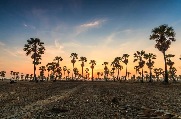 Sugar palms silhuetter — Stockfoto