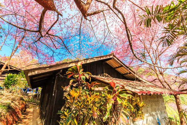 Cerejeiras em flor — Fotografia de Stock