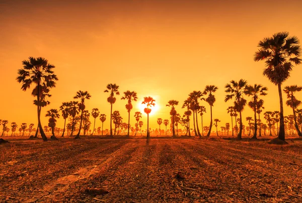 Sugar palms silhouettes — Stock Photo, Image