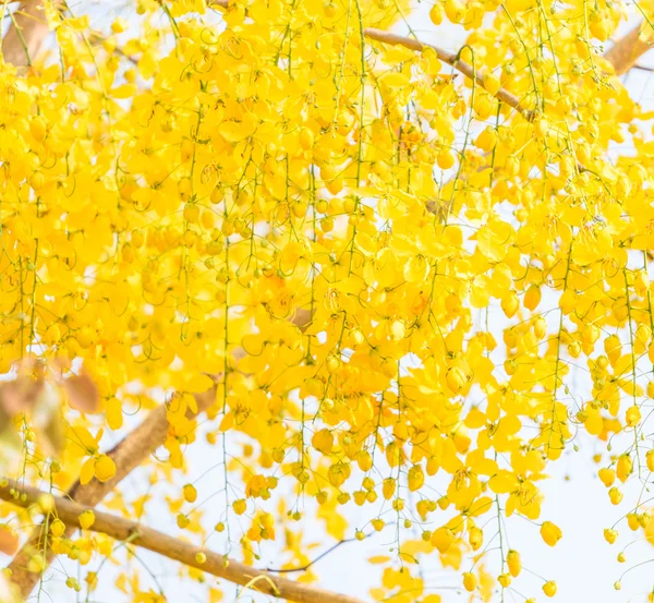 Goldene Cassia-Fistel-Blüten — Stockfoto
