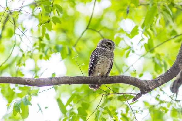 Uil vogel op boom — Stockfoto