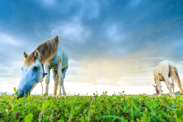 Paarden op de weide grazen — Stockfoto