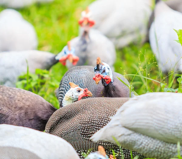 Helmeted Guineafowl chickens — Stock Photo, Image