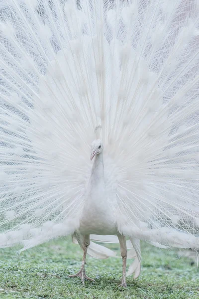 Павлинья дикая птица — стоковое фото