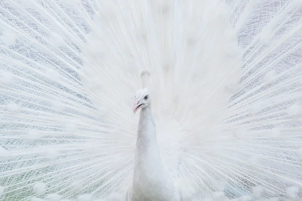 Peacock wild bird — Stock Photo, Image