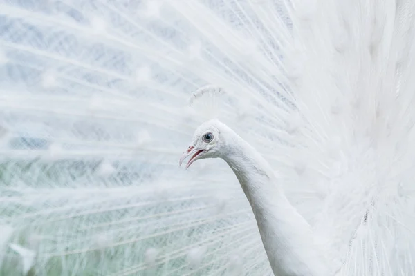 Pavão pássaro selvagem — Fotografia de Stock