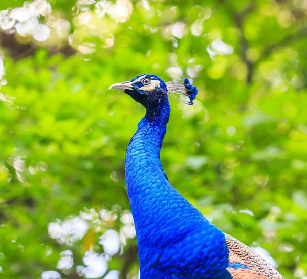 Pavão pássaro selvagem — Fotografia de Stock