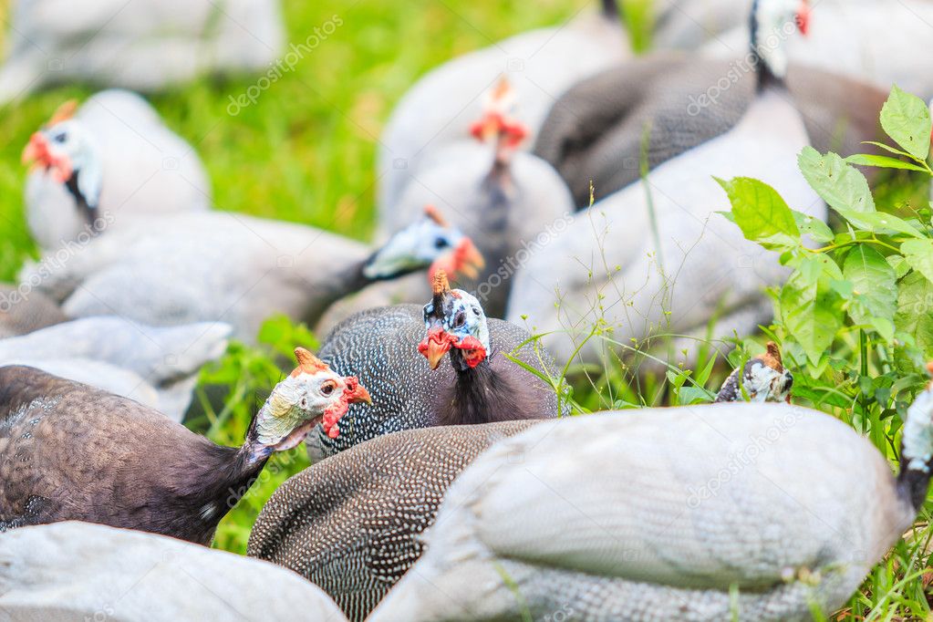 helmeted Guineafowl chickens