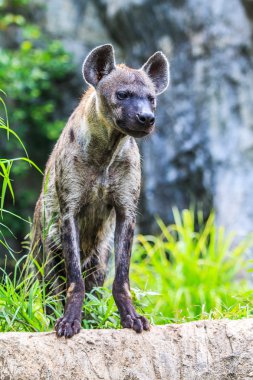 sırtlan vahşi hayvan