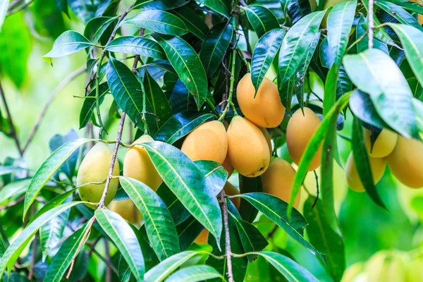 Mango ovoce v sadech — Stock fotografie