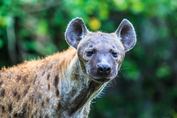Hyena divoké zvíře — Stock fotografie