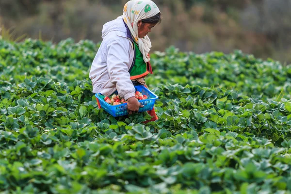 Boer werknemer plukken aardbeien — Stockfoto