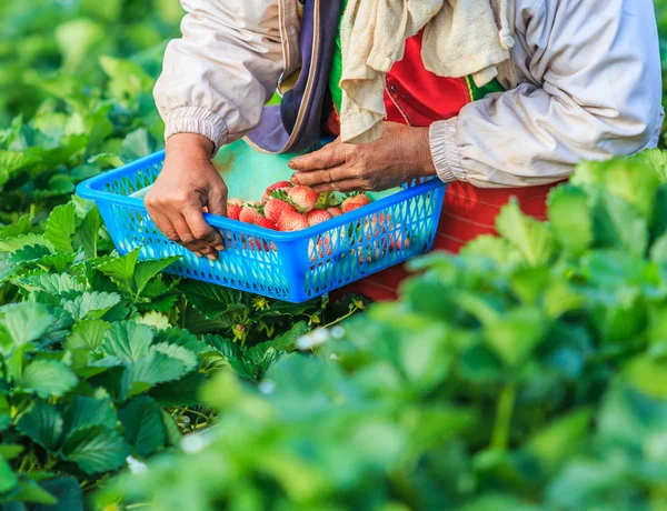 Trabajador recogiendo fresas — Foto de Stock