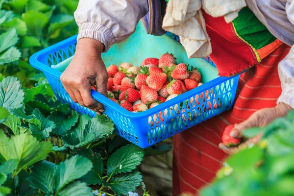 Trabajador recogiendo fresas — Foto de Stock