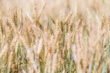Altın buğday kulakları