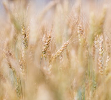 Altın buğday kulakları