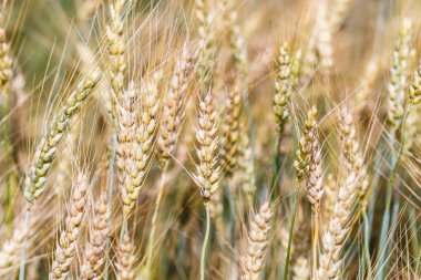 Altın buğday kulakları