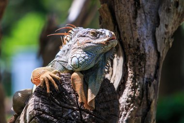 Yeşil Iguana hayvan