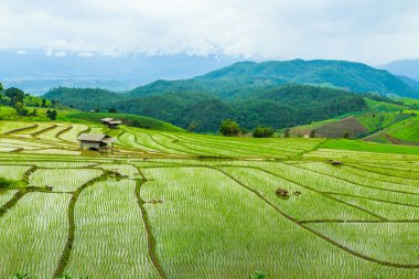 pirinç alan pa pong pieng içinde