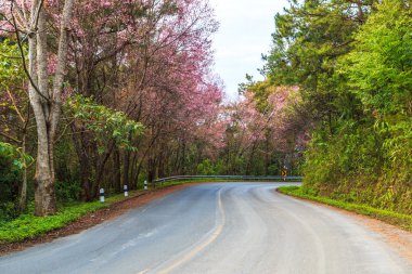 Çiçeği sakura ağaçlar