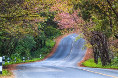 Çiçeği sakura ağaçlar
