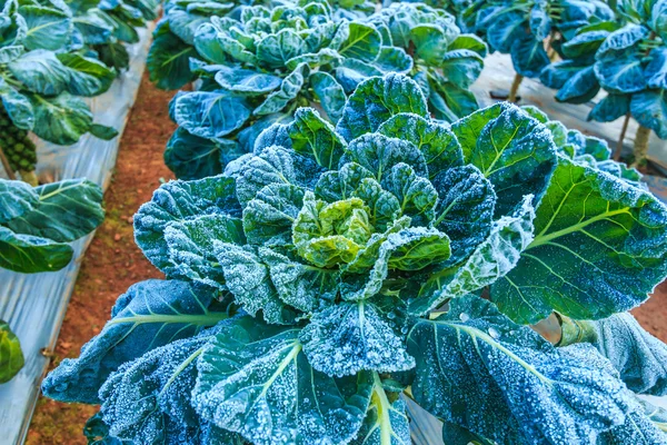 Leaves in frosty field — Stock Photo, Image