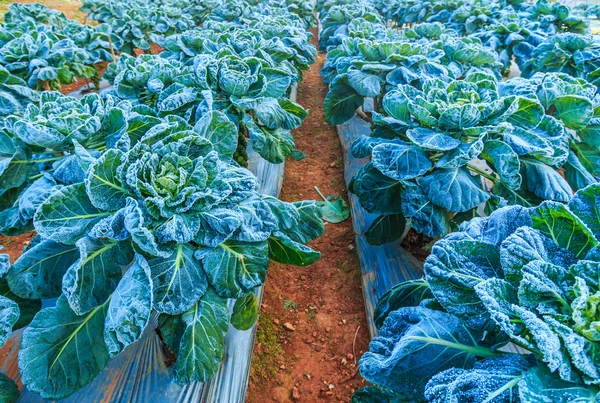 Hojas en campo helado — Foto de Stock