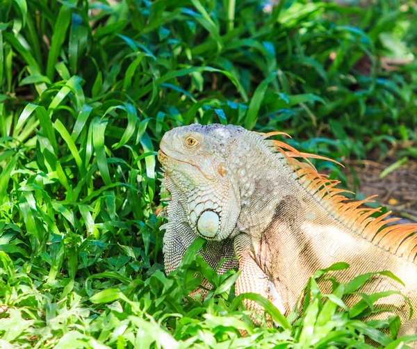 Iguana verde animal —  Fotos de Stock