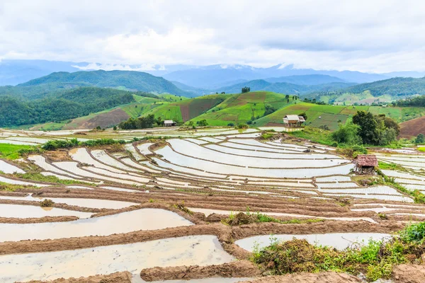 Campo de arroz en pa pong pieng — Foto de Stock