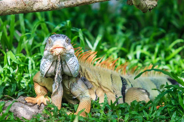 Grüner Leguan — Stockfoto