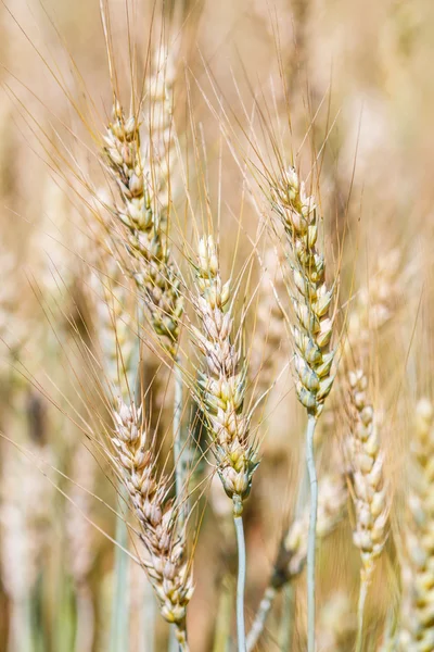 黄金の麦の耳 — ストック写真