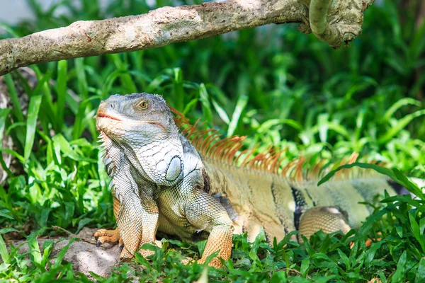 Iguana verde animale — Foto Stock