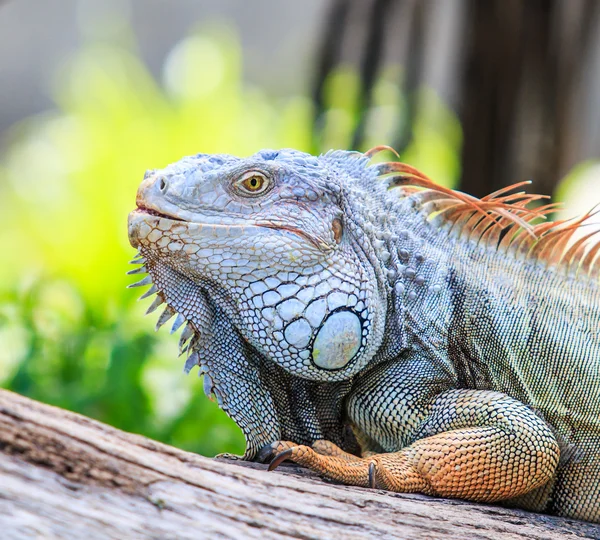 Grüner Leguan — Stockfoto