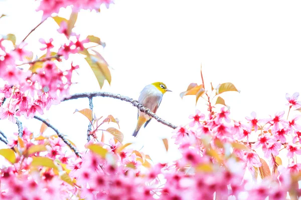 Oiseau à oeil blanc — Photo