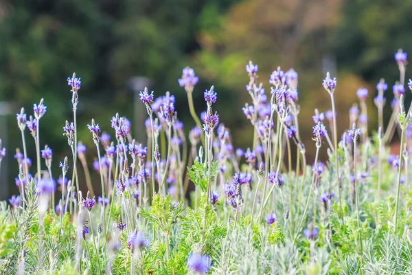 Bloeiende lavendelbloemen — Stockfoto